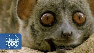 Madagascar. The World of the Lemurs (Documentary Part 2)