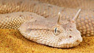 Sidewinder Snakes Facts: The Master of Desert Survival!