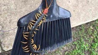 Giant CENTIPEDE 