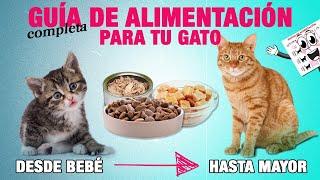 GUÍA de ALIMENTACIÓN PARA GATOS de todas las edades  | Tomas y cantidad en toda la vida de tu gato