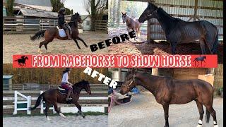 OTTB TRANSFORMATION: From Racehorse to Show Horse (Conditioning the Young Thoroughbred)