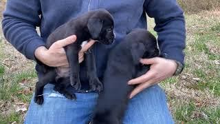 Traditional Cane Corso Puppy - San Rocco Cane Corso