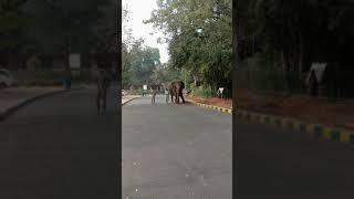 Real Elephant walking in Hyderabad Zoo park,,Nehru zoological park,Telangana.