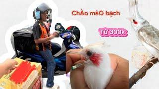 GiảM lớn chào mÀo bạch sinh sảN siêu THUẦN, giÁ rẻ bất ngờ #kenhchimcanh #chaomao #chaomaodotbien