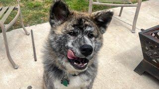 The Sweetest Japanese Brindle Akita Ever  (Ep 1)