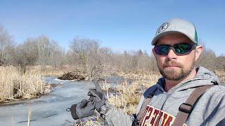 Spring Beaver Trapping Part 8 "City Beaver in Footholds"