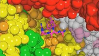 View of the anti-TB drug viomycin bound to a complex of the 70S Ribosome and three tRNAs