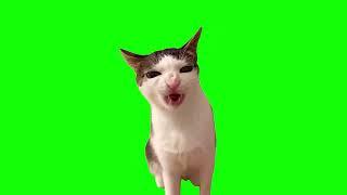 Green Screen Crunchy Cat Luna Meme