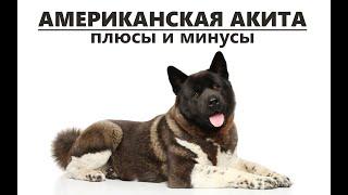 АМЕРИКАНСКАЯ АКИТА. Плюсы и минусы породы AMERICAN AKITA