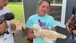 Meet Our Polish Hens Here On The Homestead!