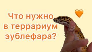 Что нужно в террариум эублефара? 