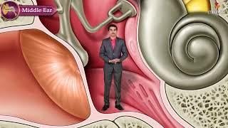 Gross Anatomy of the Middle Ear - Boundaries ,Contents and Functions ( Animation )