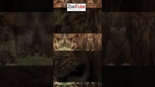 Survival Stories from the Heart of Africa  #animals #bbcwildlife #bbcwildlifemagazine #zootube