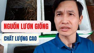 Nguồn Lươn Giống Chất Lượng Cao Tại Thanh Hóa - Trại Giống Đông Sơn