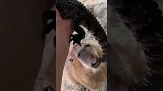 Capybara Meets Baby Crocodile