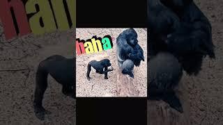 Funny Monkey playing his mother