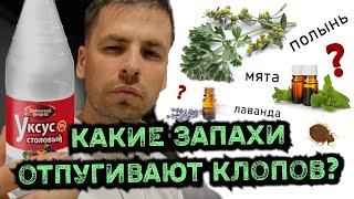 ЧЕГО БОЯТСЯ КЛОПЫ из запахов? Уксус, эфирные масла (мята, можжевельник, лаванда), трава полыни