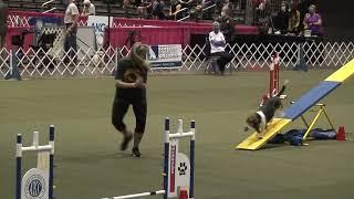 Dazzle the Basset Hound at the 2021 AKC Agility Invitational