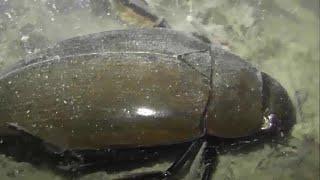 ИНСЕКТАРИЙ: 325. Водолюб Большой Чёрный (Hydrophilus aterrimus)