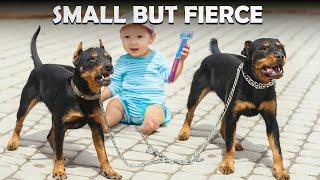 Top 10 Smallest Guard Dog Breeds