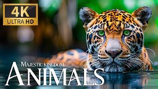 Majestic Animal Kingdom  Discovery Relaxation Incredible Nature Movie with Smooth Piano Music