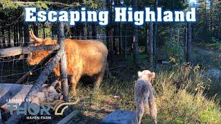 Highland Cow Baby Keeps Escaping