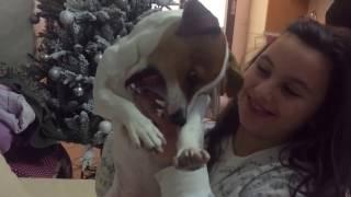 Jack Russell angry (arrabbiato)