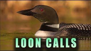 Loon Calls