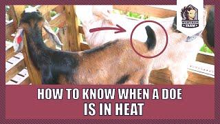 Westsidefarm | How to Know When a Doe is in Heat