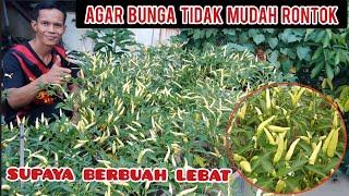 PERAWATAN CABE‼️AGAR BUNGA TIDAK MUDAH RONTOK..#cabe #petani #menanamcabe