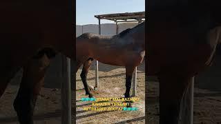 MAL BAZAR TARAZ | HORSE |  МАЛ БАЗАР 2023 | ЖЫЛҚЫ БАҒАСЫ  #жылкы