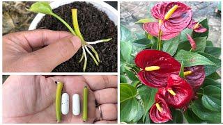 Instructions for using Anthurium Andreanum leaf petioles for propagation
