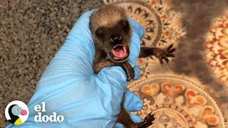 La historia de amor más dulce de un mapache | Corazones Salvajes | El Dodo