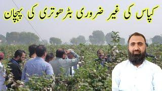 How to identify unnecessary growth of cotton crop || Bilal Kanju Official