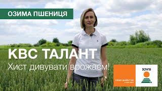 Озима пшениця КВС ТАЛАНТ. Хист дивувати врожаєм! | КВС-УКРАЇНА