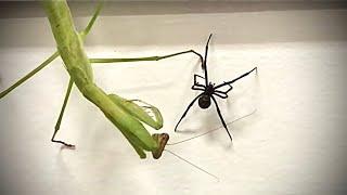 Chinese Mantis VS Black Widow