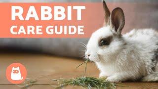 How to TAKE CARE of a RABBIT  Complete RABBIT CARE Guide