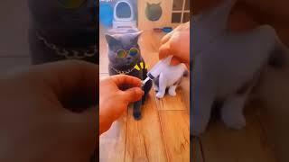 funny cats  videos try not to laugh  Cutie Kitis #Shorts