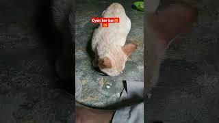 KUCING OYEN BAR BAR#shortvideo #yutubeshorts #oyenbarbar