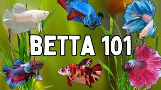 Watch This Before Getting a Betta Fish | Essential Betta Care Tips