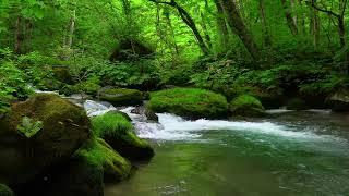 Morning Stream Flowing in the Forest, Chirping Melody