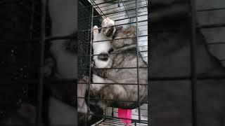 Kucing kampung betina kawin dengan kucing persia jantan