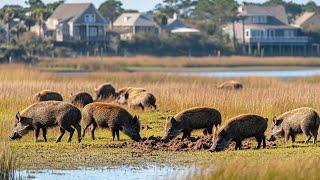 Protecting Our Home from INVASIVE Species (CATCH AND COOK)