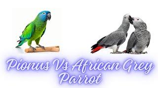 Pionus Vs African Grey Parrot as Pets | Parrot Breeds | Pets Lover | @PetsGrove