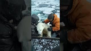 ‍️ Tiny Polar Bear's Heartwarming Rescue!  #PolarBearRescue #WildlifeConservation #ArcticAnimals