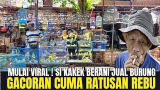 KAKEK INI MULAI VIRAL ! JUAL BURUNG GACORAN BERKWALITAS TINGGI FULLSET !