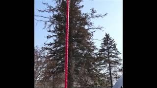 How to Determine the Lean of a Tree