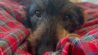 Dachshund Teddy Takes Over The Bed 