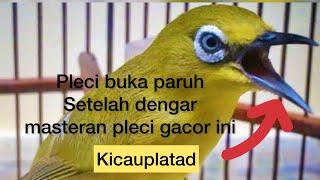 MASTERAN PLECI NGALAS NGEROL || PLECI MASTERAN || BURUNG PLECI GACOR || PLECI @kicauplatad9859