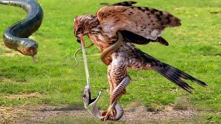 The tragic end of the King Cobra after eating all the Eagle eggs - Leopard vs Monkey, Eagle vs Snake